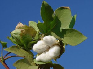Cotton Petiole Testing
